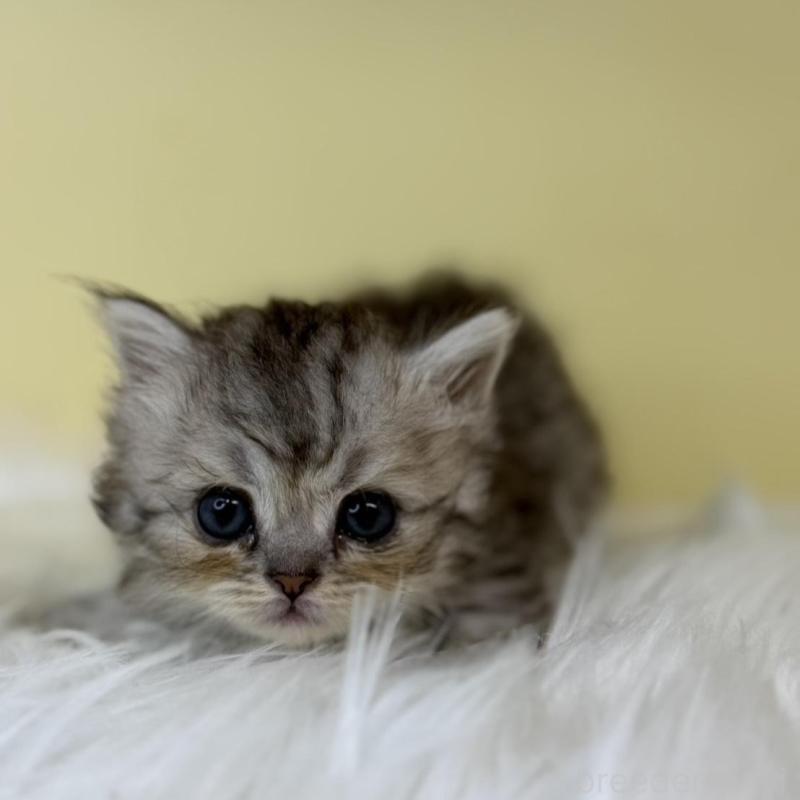 販売中の埼玉県のラガマフィン-139861の3枚目