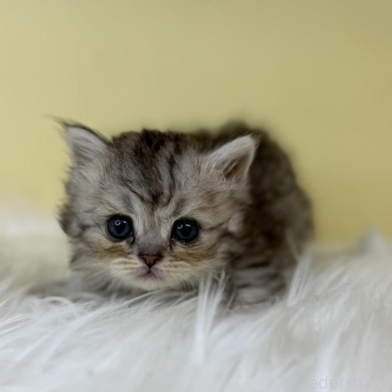 販売中の埼玉県のラガマフィン-139861の2枚目