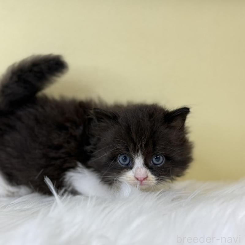 販売中の埼玉県のサイベリアン-139862の1枚目