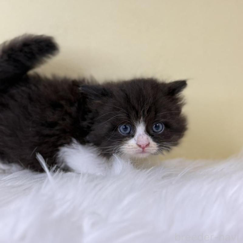 販売中の埼玉県のサイベリアン-139862の4枚目