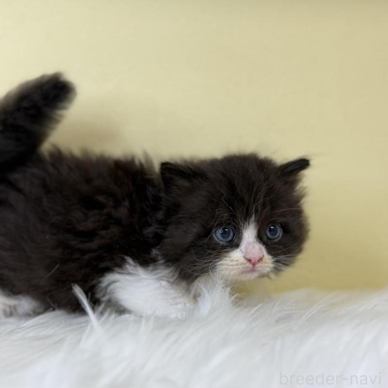 販売中の埼玉県のサイベリアン-139862の3枚目