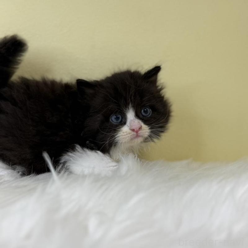 販売中の埼玉県のサイベリアン-139862の2枚目