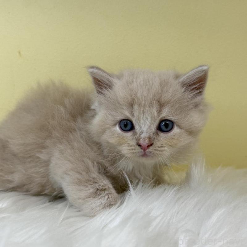 販売中の埼玉県のサイベリアン-139863の1枚目