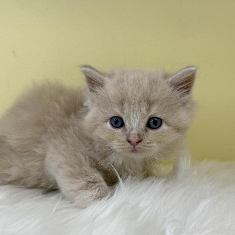 販売中の埼玉県のサイベリアン-139863の4枚目