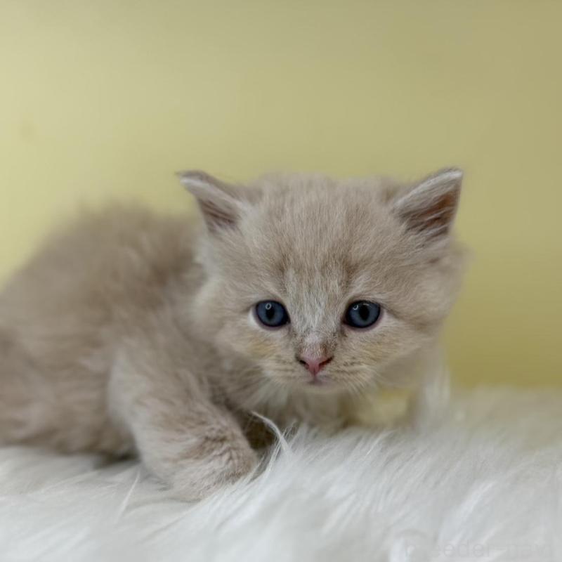 販売中の埼玉県のサイベリアン-139863の3枚目