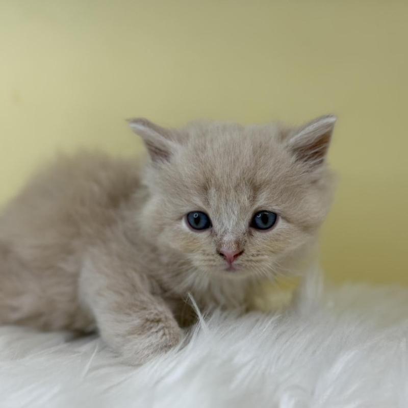 販売中の埼玉県のサイベリアン-139863の2枚目