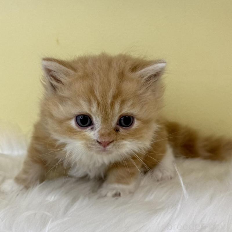 販売中の埼玉県のサイベリアン-139864の1枚目