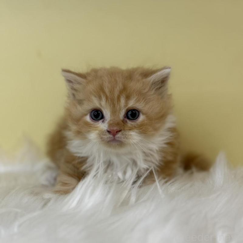 販売中の埼玉県のサイベリアン-139864の4枚目