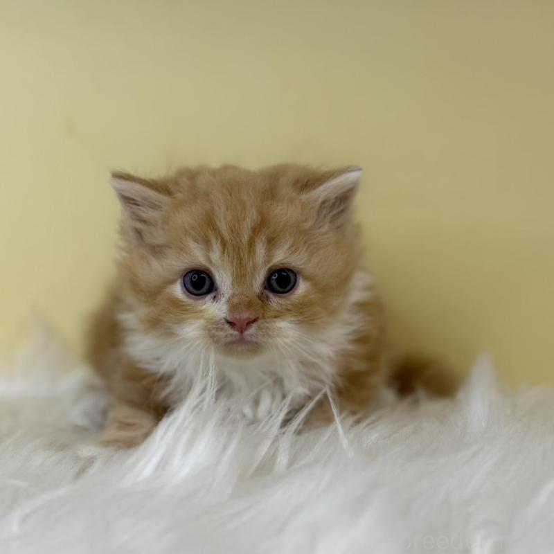 販売中の埼玉県のサイベリアン-139864の3枚目