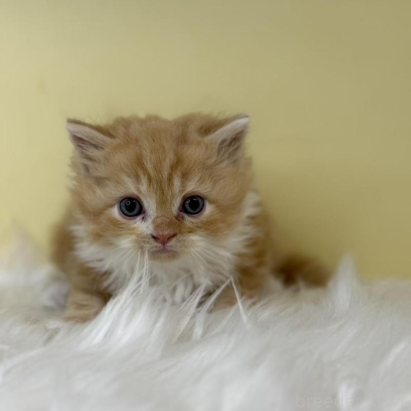 販売中の埼玉県のサイベリアン-139864の2枚目