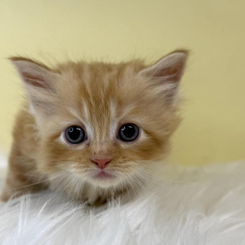 販売中の埼玉県のサイベリアン-139866