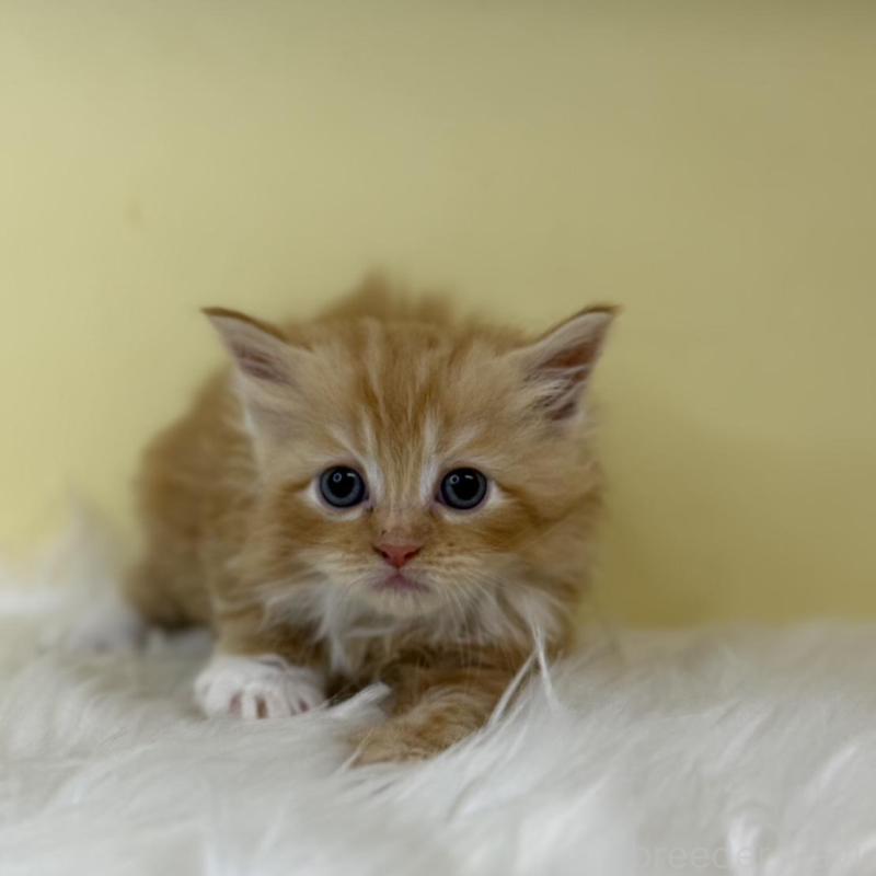 販売中の埼玉県のサイベリアン-139866の4枚目