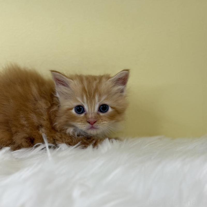 販売中の埼玉県のサイベリアン-139866の3枚目