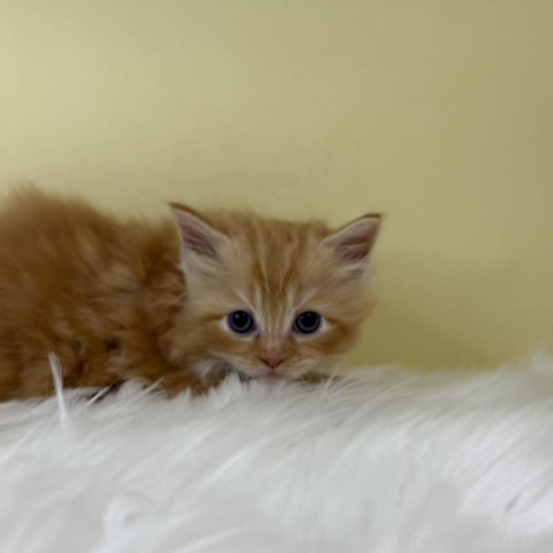 販売中の埼玉県のサイベリアン-139866の2枚目