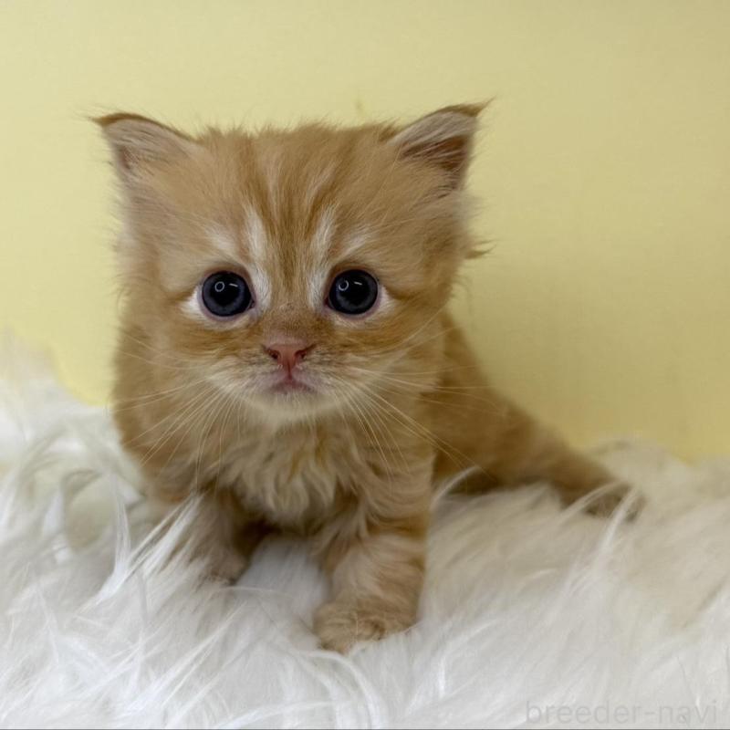 販売中の埼玉県のサイベリアン-139867