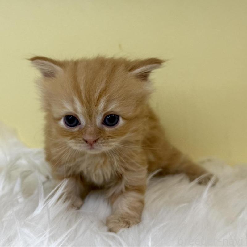 販売中の埼玉県のサイベリアン-139867の4枚目