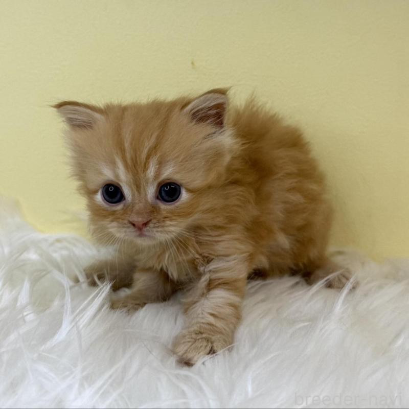 販売中の埼玉県のサイベリアン-139867の3枚目