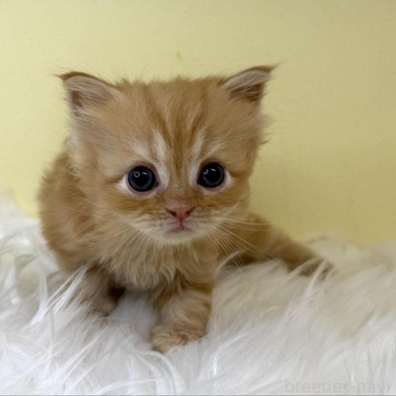 販売中の埼玉県のサイベリアン-139867の2枚目