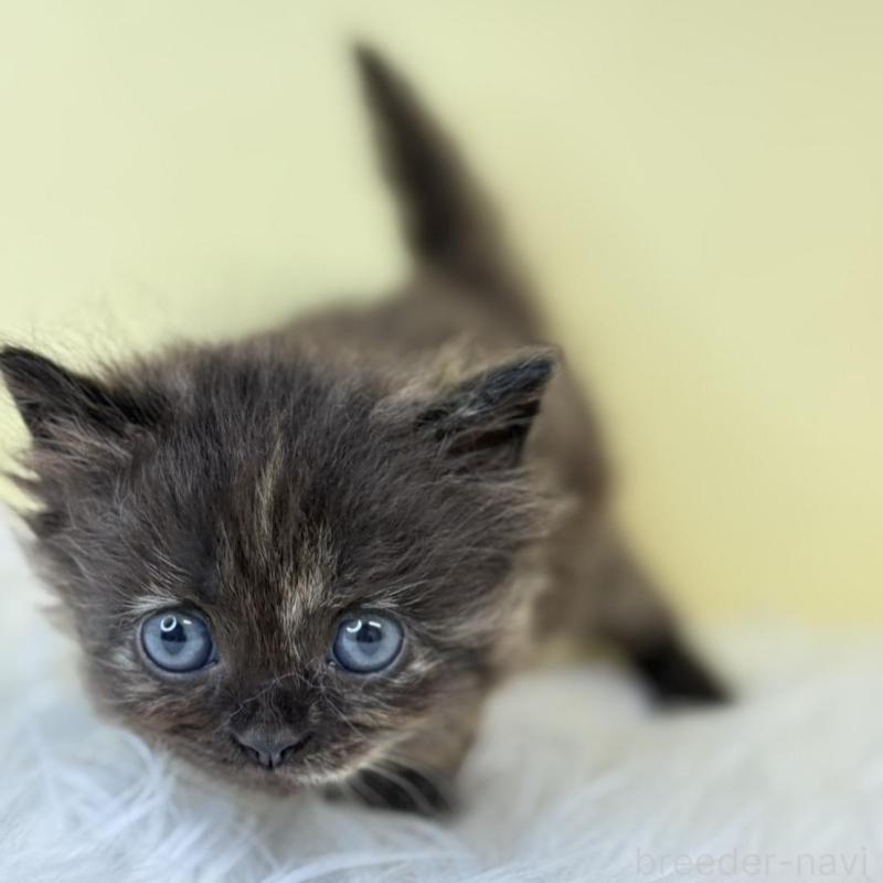 販売中の埼玉県のサイベリアン-139868の4枚目