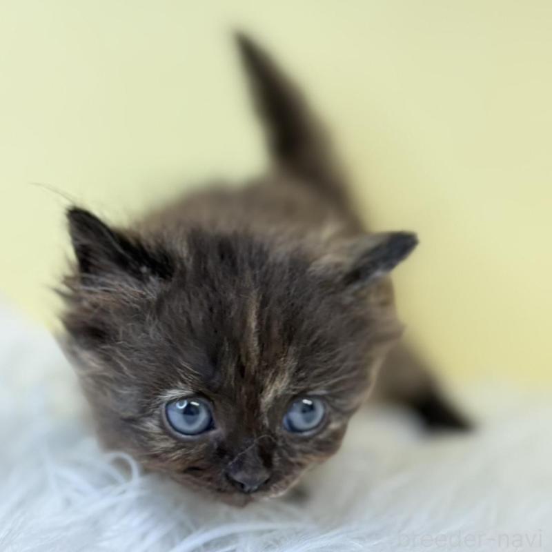 販売中の埼玉県のサイベリアン-139868の3枚目