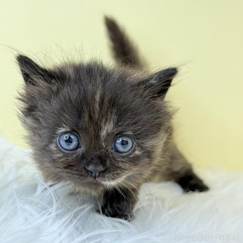 販売中の埼玉県のサイベリアン-139868