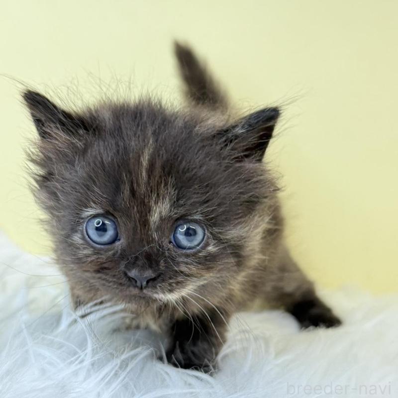 販売中の埼玉県のサイベリアン-139868の2枚目