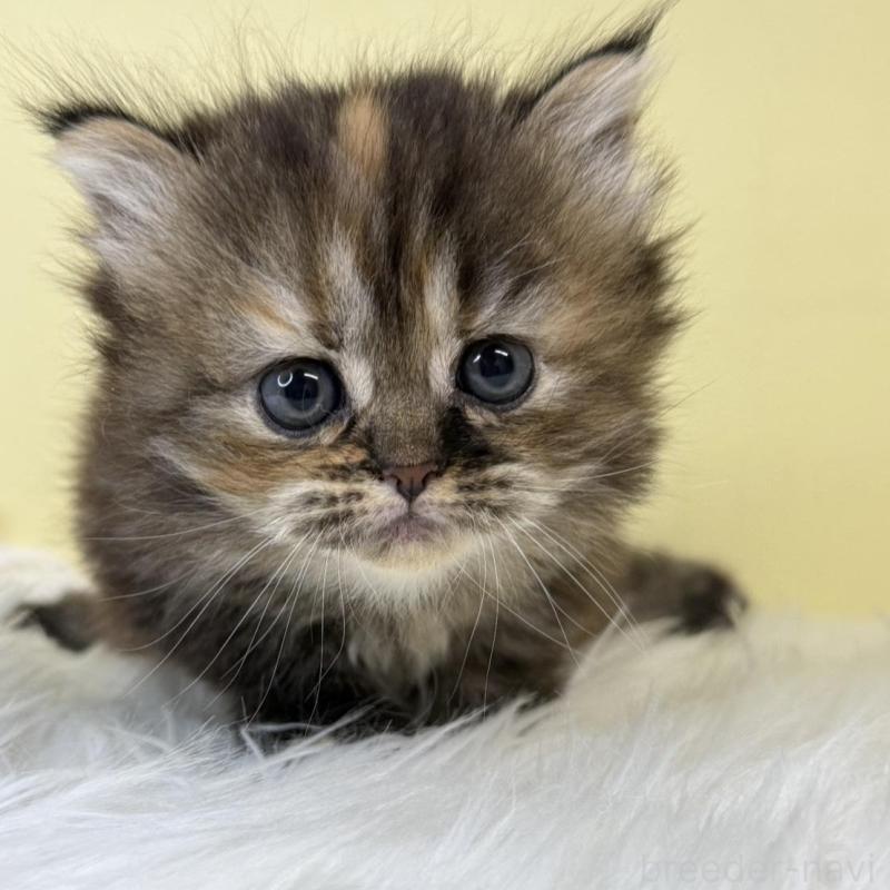 販売中の埼玉県のマンチカン-139869の4枚目