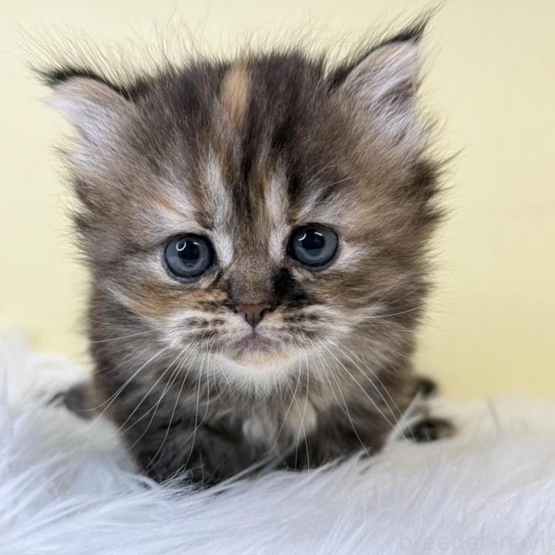 販売中の埼玉県のマンチカン-139869