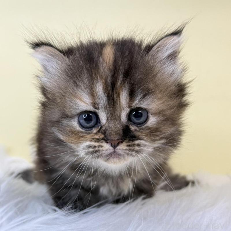 販売中の埼玉県のマンチカン-139869の3枚目