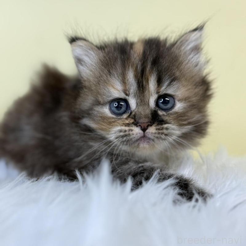 販売中の埼玉県のマンチカン-139869の2枚目