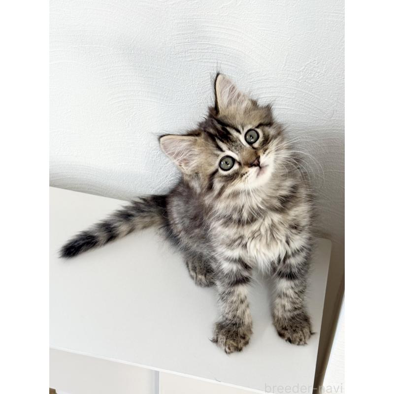 販売中の埼玉県のサイベリアン-140009の10枚目