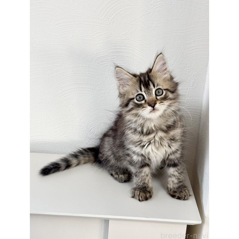 販売中の埼玉県のサイベリアン-140009の9枚目