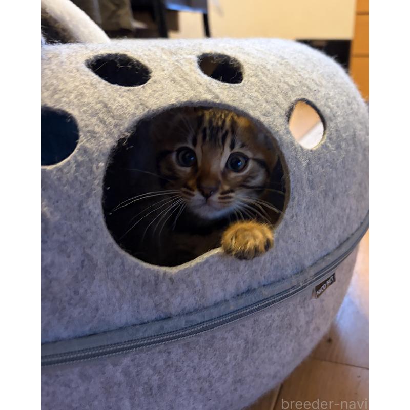 販売中の宮城県のベンガル-140040の4枚目