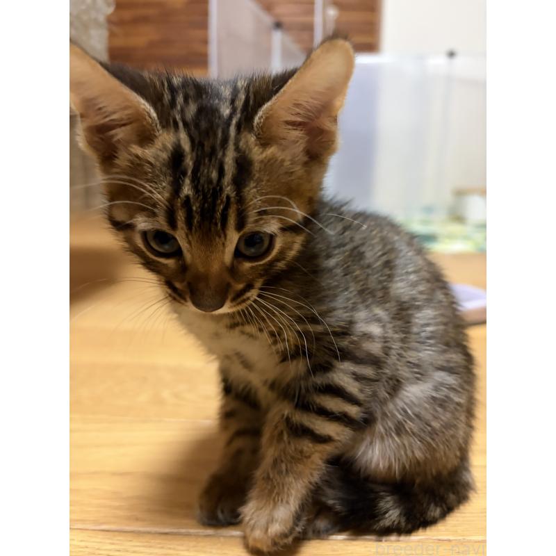 販売中の宮城県のベンガル-140040の3枚目