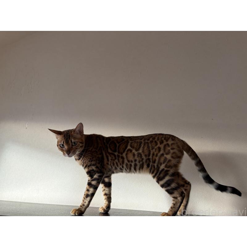 販売中の宮城県のベンガル-140040の2枚目