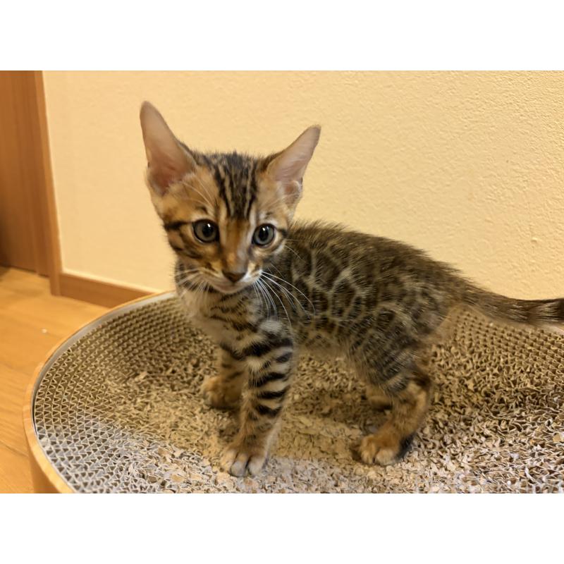 販売中の宮城県のベンガル-140041の6枚目