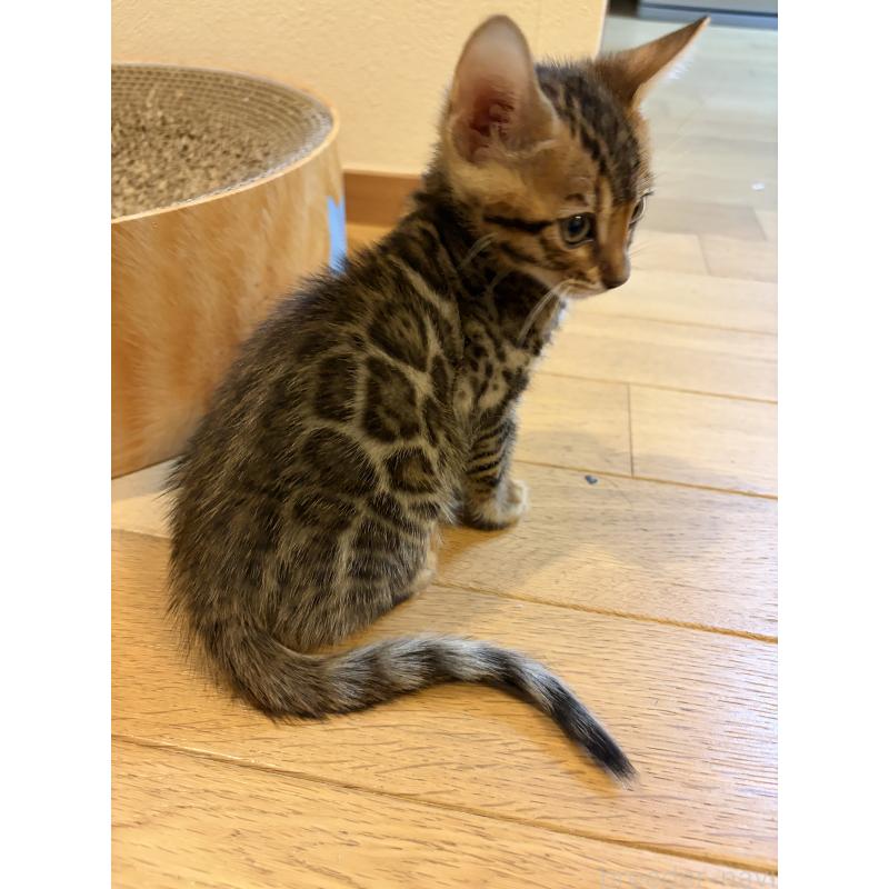 販売中の宮城県のベンガル-140041の5枚目