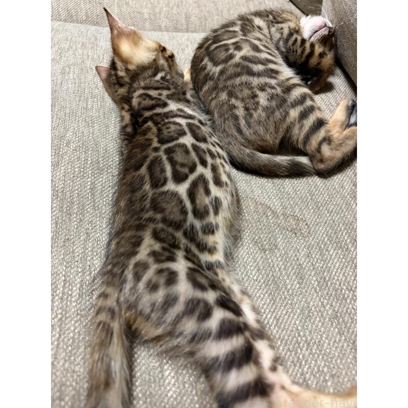 販売中の宮城県のベンガル-140041の4枚目