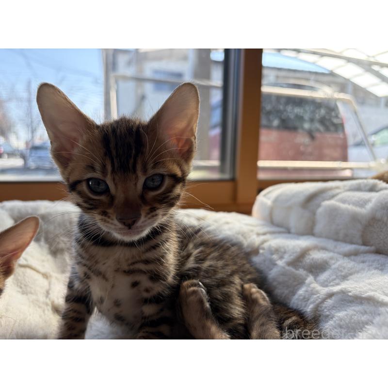 販売中の宮城県のベンガル-140041の3枚目