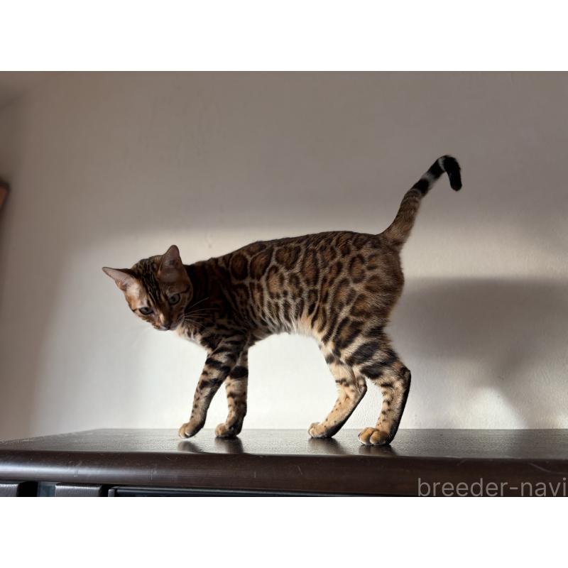 販売中の宮城県のベンガル-140041の2枚目