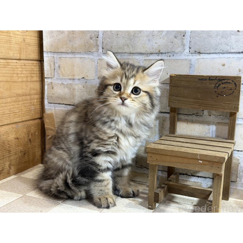 販売中の福岡県のマンチカン-140042の4枚目