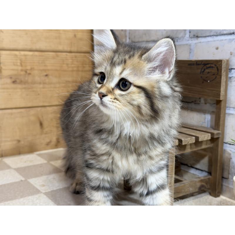 販売中の福岡県のマンチカン-140042の3枚目