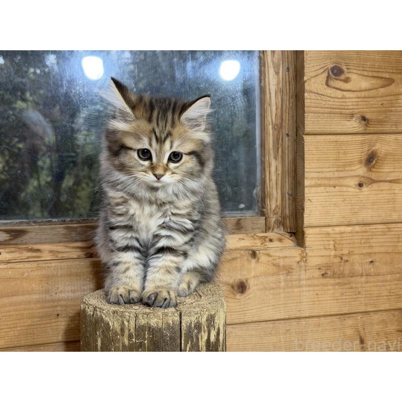 販売中の福岡県のマンチカン-140042の2枚目