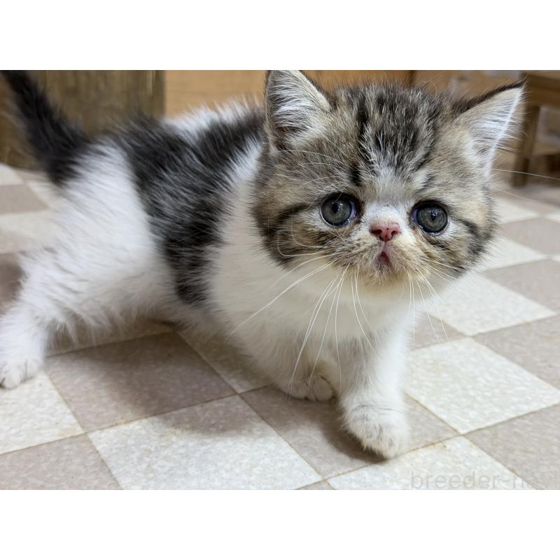 販売中の福岡県のエキゾチックショートヘア-140043の4枚目