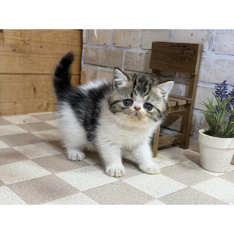 販売中の福岡県のエキゾチックショートヘア-140043の3枚目