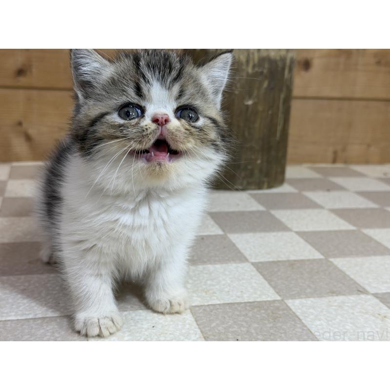 販売中の福岡県のエキゾチックショートヘア-140043の2枚目