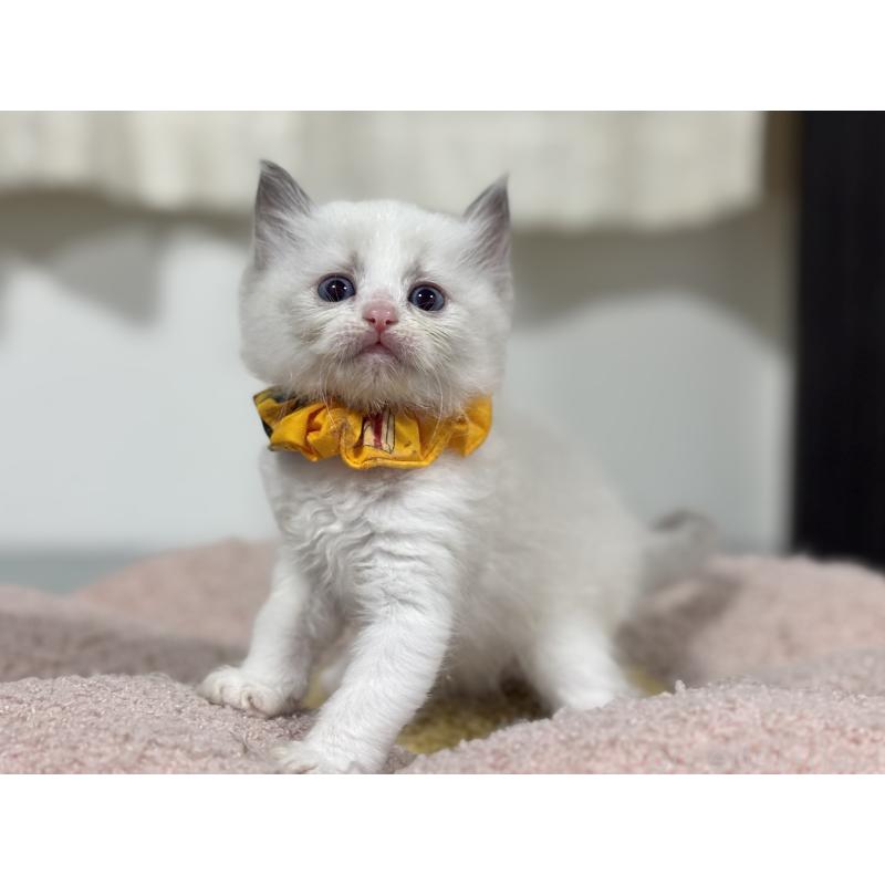 販売中の神奈川県のラグドール-140044の10枚目