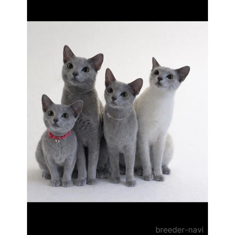 成約済の埼玉県のロシアンブルー-140039の2枚目