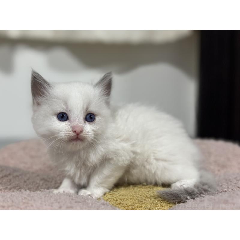 販売中の神奈川県のラグドール-140047の5枚目