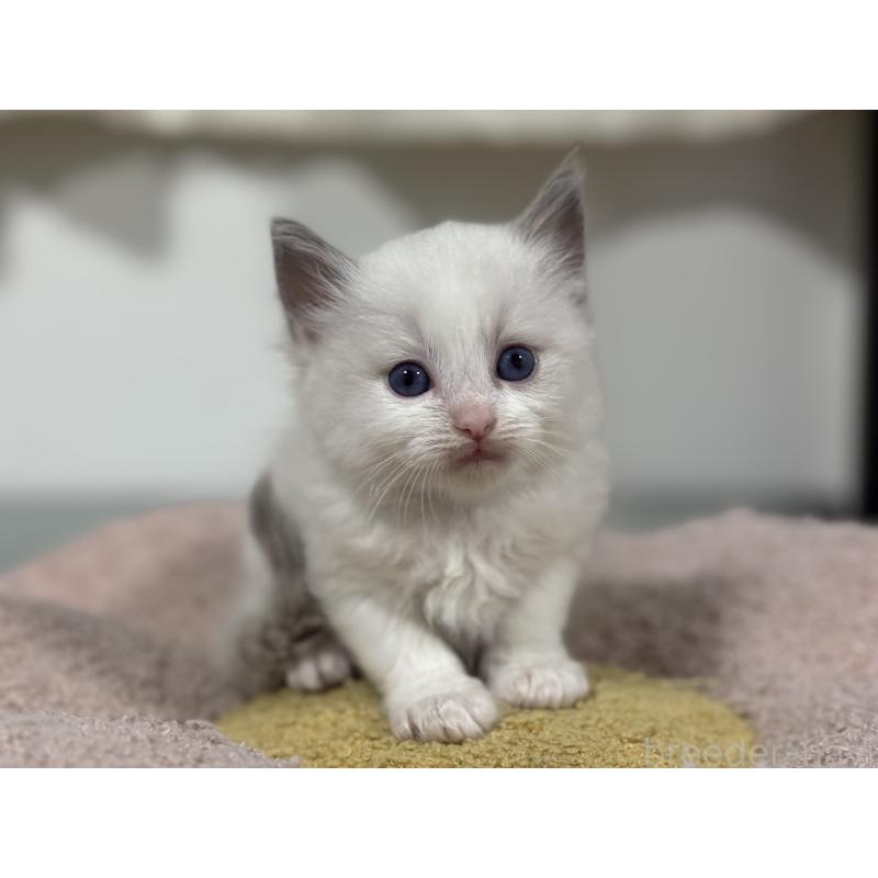 販売中の神奈川県のラグドール-140047の3枚目